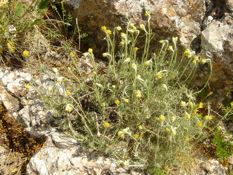 Helichrysum stoechas photo